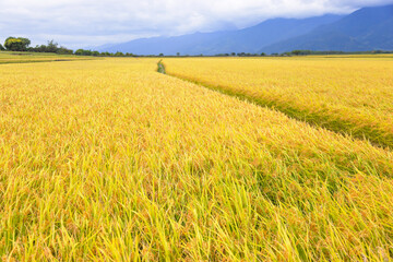 Obraz premium Beautiful Ripe rice field at autumn