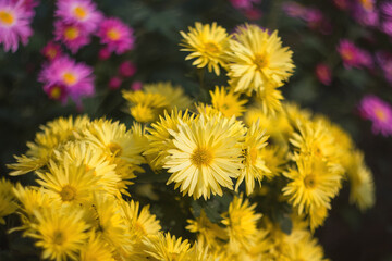 Background of yellow chrysanthemums. Beautiful bright chrysanthemums bloom in autumn in the garden.
