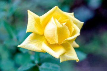 yellow rose on a background of green foliage