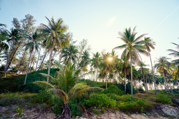 Coconut palms plantation against sunny sky.