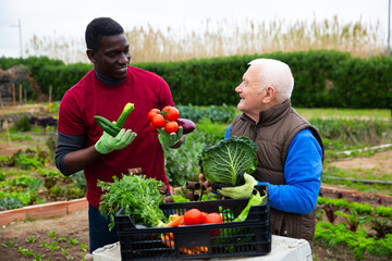 Two positive gardeners talking about good harvest near crate with vegetables in garden outdoor