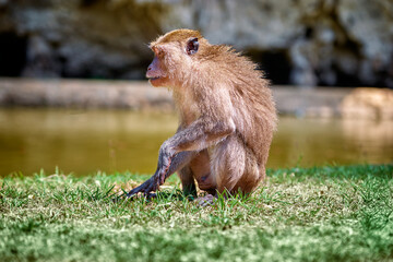 Wildlife. Monkey sitting on grass.