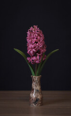 Pink hyacinth flower in a vase.