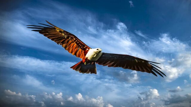 Eagle flying up in sky, bird, animal, hunter, sky replacement illustration, predator hunting, cinemagraph still image effect with timelapse clouds in sky.