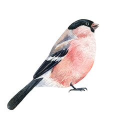 Set of pink birds, bullfinches watercolor drawing on white background