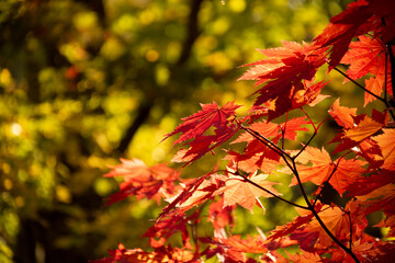 赤くなったモミジの葉