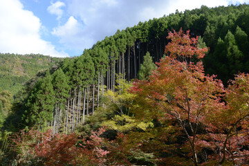 Fototapeta premium 北山杉と紅葉 京都市北区