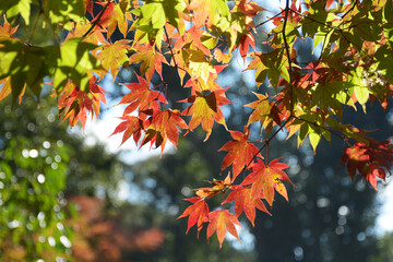 秋の高雄　紅葉　京都市右京区