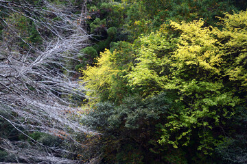 秋の高雄　冬木と紅葉　京都市右京区