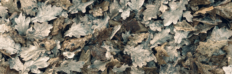 Naturalne tło, tekstura jesiennych opadniętych liści dębu w kolorach brązu i szarości.	