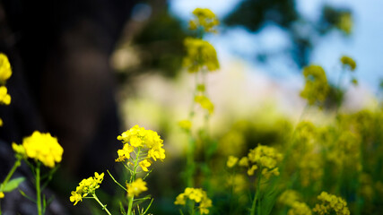 菜の花