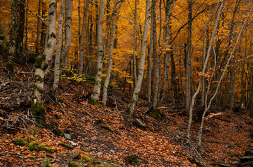 Landscape of beech forest in autumn, in Tejera Negra, Cantalojas, Guadalajara, Spain