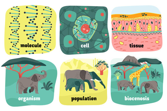 Biological Hierarchy Animals Composition