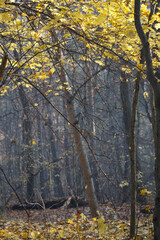 fall forest scenery in Poland Europe