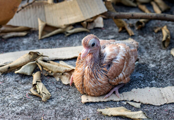 A young domestic baby pigeon sitting on the concrete floor under the nest