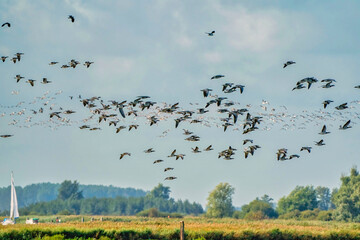 A flock of Barnacle Geese, Branta leucopsis, flying in a blue sky. Above grass and reeds in autumn. In their habitat
