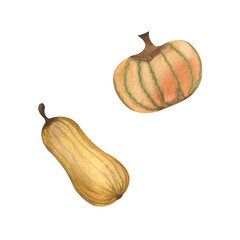Watercolor set of pumpkin illustrations. White background. in beige orange yellow colors. 