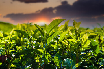 Fresh green tea leaves on a tea plantation in Sri Lanka.