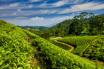 Fototapeta na wymiar Tea plantation in the mountains of India. Beautiful landscape with tea bushes.