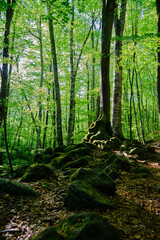 Fototapeta premium stones in the foreground of a beautiful beech forest in La Fageda d'en Jordà, La Garrotxa, Girona, Spain