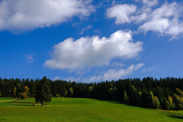 green nature reserve with meadow and trees with white clouds on the sky