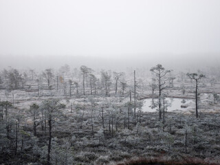 dusk morning in the swamp, first frost on moss mosses, lichens and grass, dark tree silhouettes, autumn morning in the swamp, traditional bog