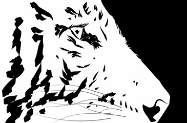 Obraz premium Tiger muzzle black and white graphics