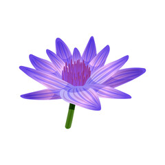 Blue Lotus Flower Composition