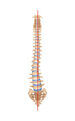 Human Spine Scoliosis Composition
