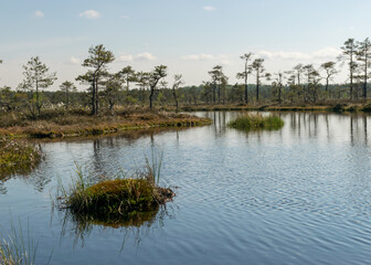 swamp landscape with blue sky and water, traditional swamp plants, mosses and trees, bog in summer