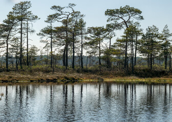 Fototapeta na wymiar swamp landscape with blue sky and water, traditional swamp plants, mosses and trees, bog in summer