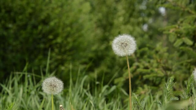 A couple of white bloomed dandelions in a meadow among grass are swaying on the wind