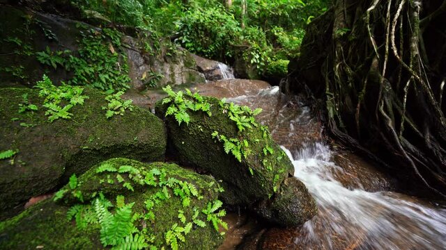 Small waterfalls beautiful Nature video nature waterfall in rainforest trees Abundant forest amazing nature background