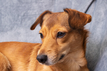 Redhead dog on gray background portrait closeup