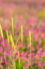 Blooming field against the background of mountains. Beautiful landscape with lavender flowers. Spring background of colorful landscape. Mountain pink flowers.