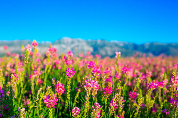 Blooming field against the background of mountains. Beautiful landscape with lavender flowers. Spring background of colorful landscape. Mountain pink flowers.