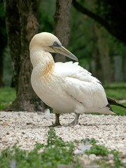 blue eyes northern gannet
