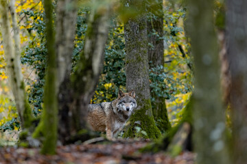 Portrait of a gray wolf in the forest