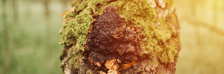 chaga mushroom growing on the birch tree trunk on summer forest. wild raw food chaga parasitic fungus or fungi it is used in traditional folk alternative medicine for the treatment. banner. flare