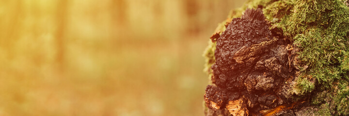 chaga mushroom growing on the birch tree trunk on summer forest. wild raw food chaga parasitic fungus or fungi it is used in traditional folk alternative medicine for the treatment. banner. flare