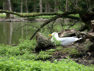 seagull nesting in the swamp