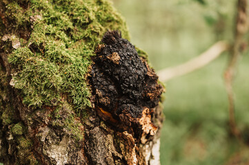 chaga mushroom growing on the birch tree trunk on summer forest. wild raw food chaga parasitic fungus or fungi it is used in traditional folk alternative medicine for the treatment of diseases