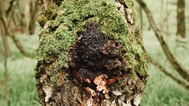 chaga mushroom growing on the birch tree trunk on summer forest. wild raw food chaga parasitic fungus or fungi it is used in traditional folk alternative medicine for the treatment of diseases