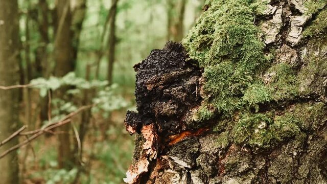 chaga mushroom growing on the birch tree trunk on summer forest. wild raw food chaga parasitic fungus or fungi it is used in traditional folk alternative medicine for the treatment of diseases