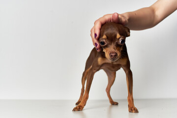 dog pet puppy grooming isolated background