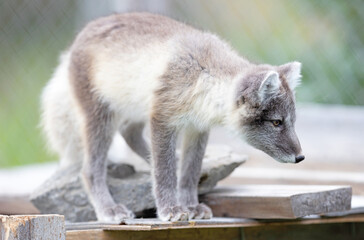Very young polar fox