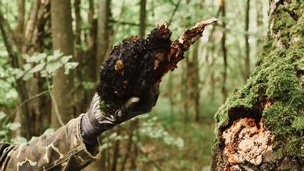 man survivalists and gatherer with hands gathering chaga mushroom growing on the birch tree trunk on summer forest. wild raw food chaga parasitic fungus or fungi it is used in alternative medicine