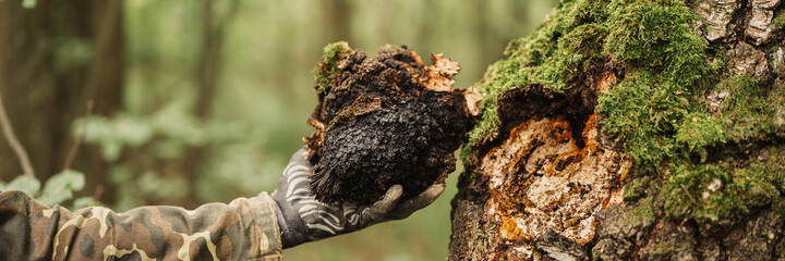 man survivalists and gatherer with hands gathering chaga mushroom growing on the birch tree trunk on forest. wild raw food chaga parasitic fungus or fungi it is used in alternative medicine. banner