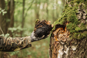 man survivalists and gatherer with hands gathering chaga mushroom growing on the birch tree trunk on summer forest. wild raw food chaga parasitic fungus or fungi it is used in alternative medicine