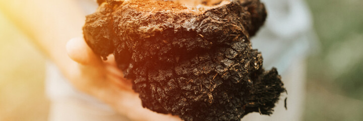 man survivalists and gatherer with hands gathering and foraging chaga mushroom growing on birch tree on forest. wild raw food chaga parasitic fungus or fungi for alternative medicine. banner. flare